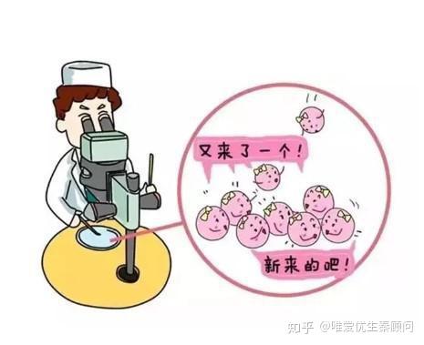 猫咪早孕