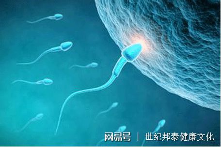 牛的预产期计算器