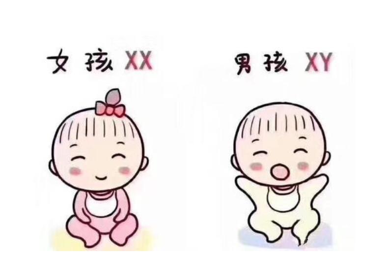 狗狗怀孕