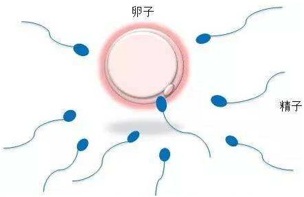 狗狗怀孕7天