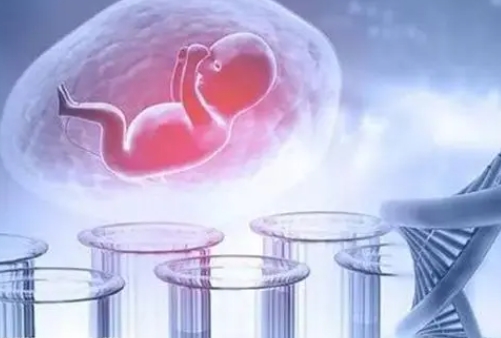 狗狗怀孕