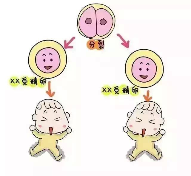 狗狗怀孕尿血