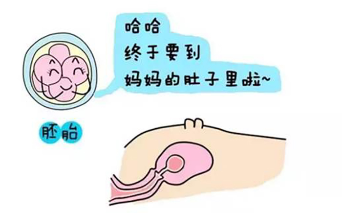 狗狗怀孕30天