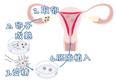 狗狗怀孕