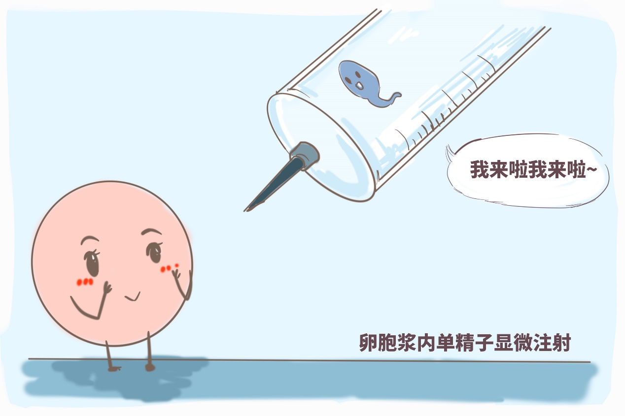 牛配种日期预产期表