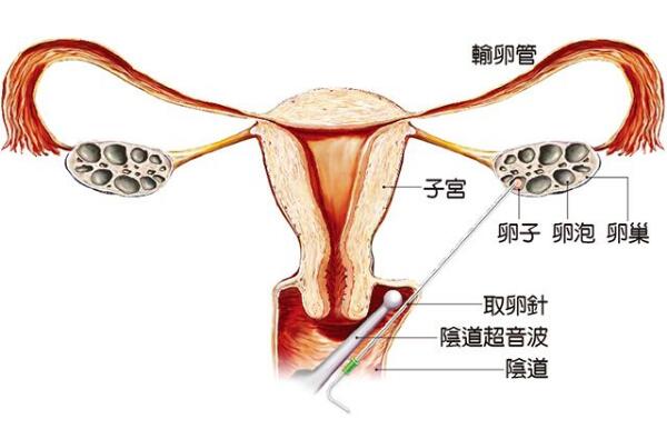 玉米