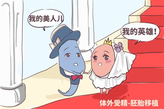 狗狗怀孕