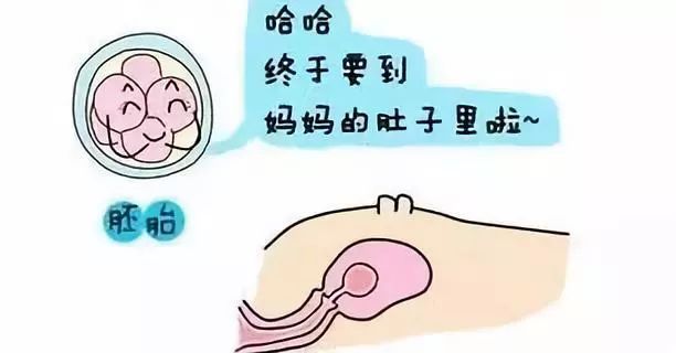 玉米不育系