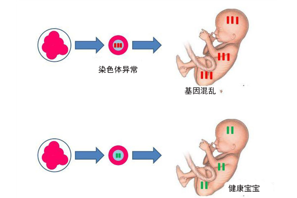狗狗怀孕10天