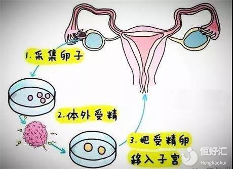 狗狗怀孕