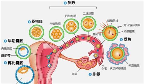 备孕检查