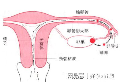 男性无法生育