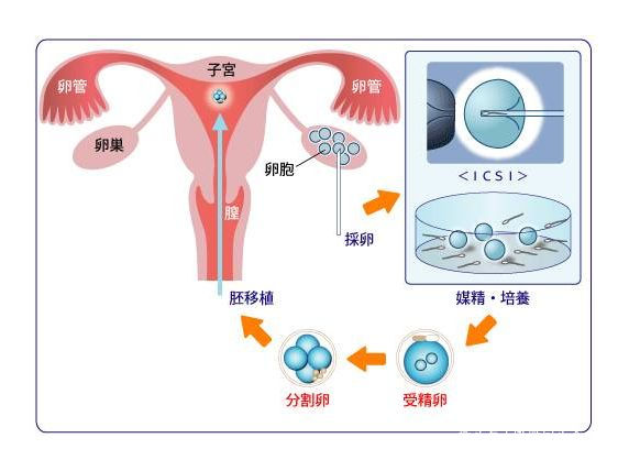 益母草