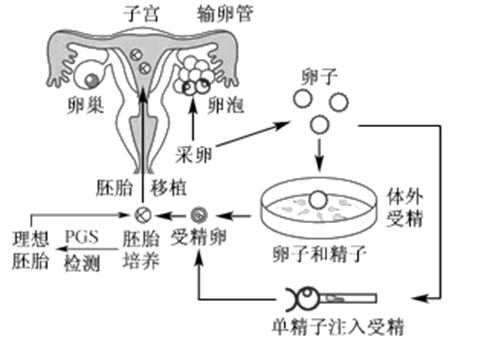 男生不育