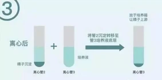 男性生育能力