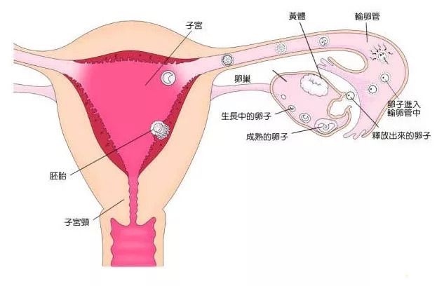 婆婆带娃