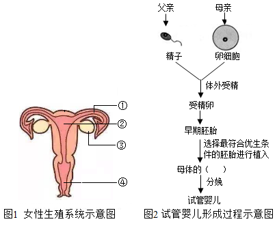 男性备孕