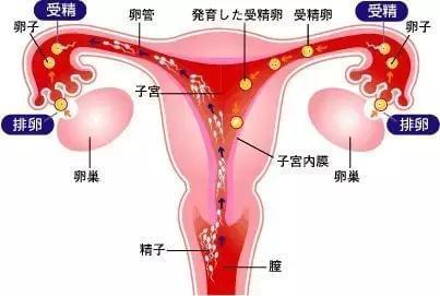 男性妊娠伴随综合症